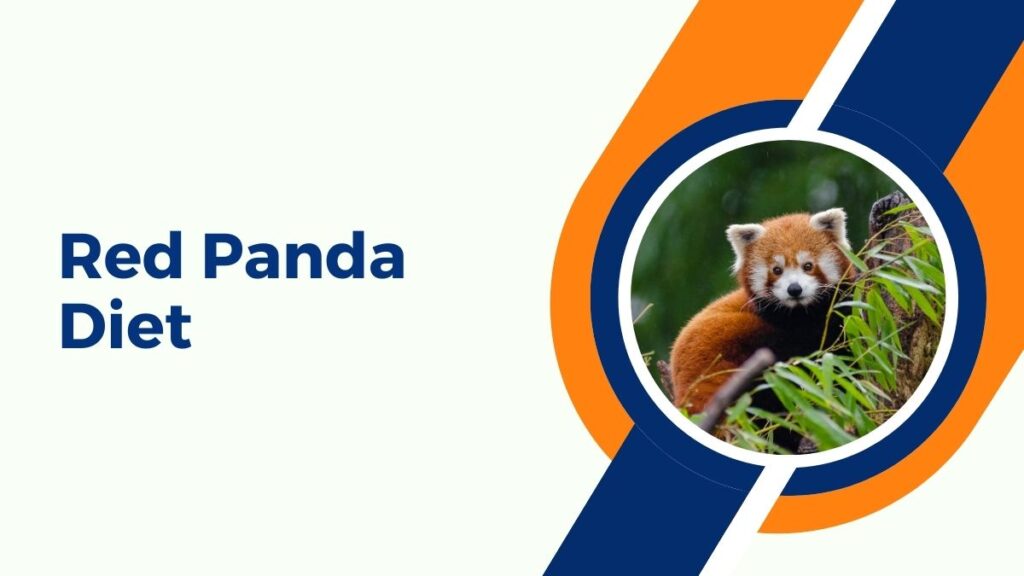 Red Panda Diet